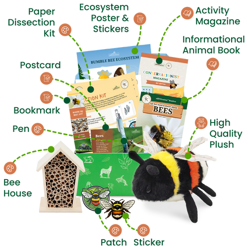 Bee Conservationist Box (Age 9-12)