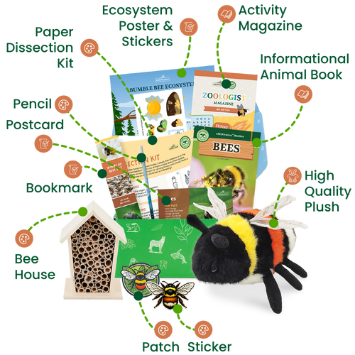 Bee Zoologist Box (Ages 6-8)