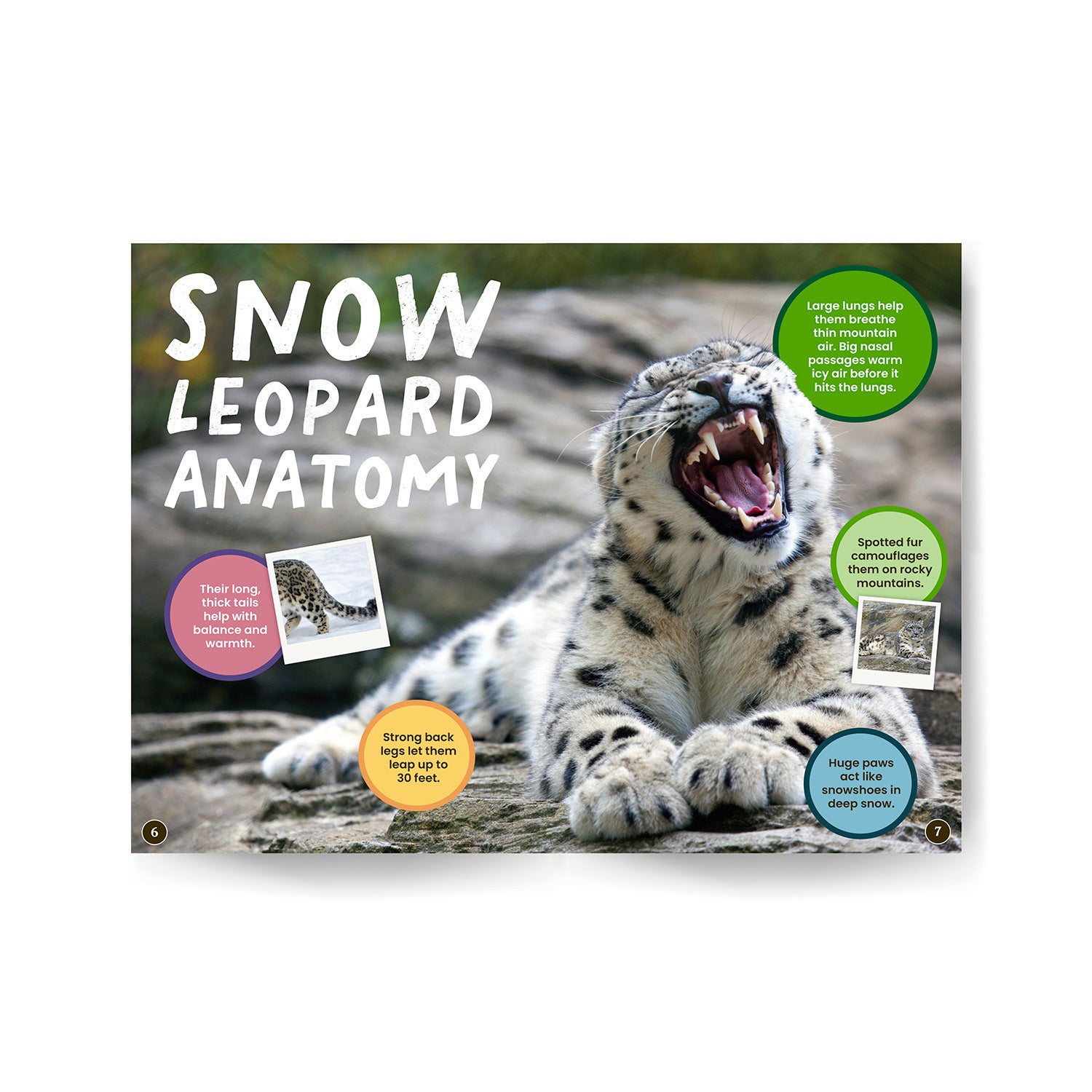 Book spread with a snow leopard and text about snow leopard anatomy on a white background
