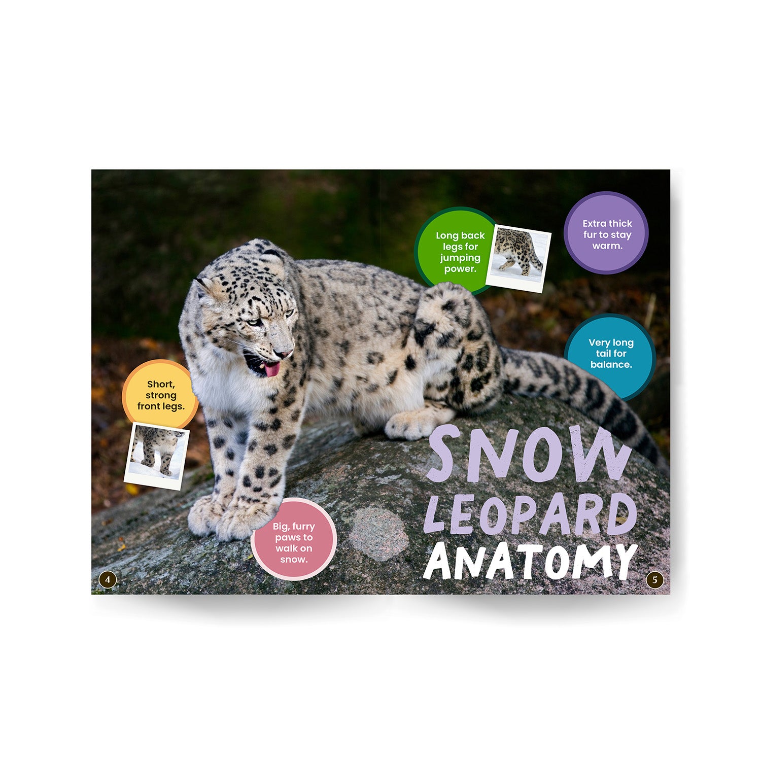 Book cover of 'Snow Leopard Anatomy' with a snow leopard illustration and anatomical features.
