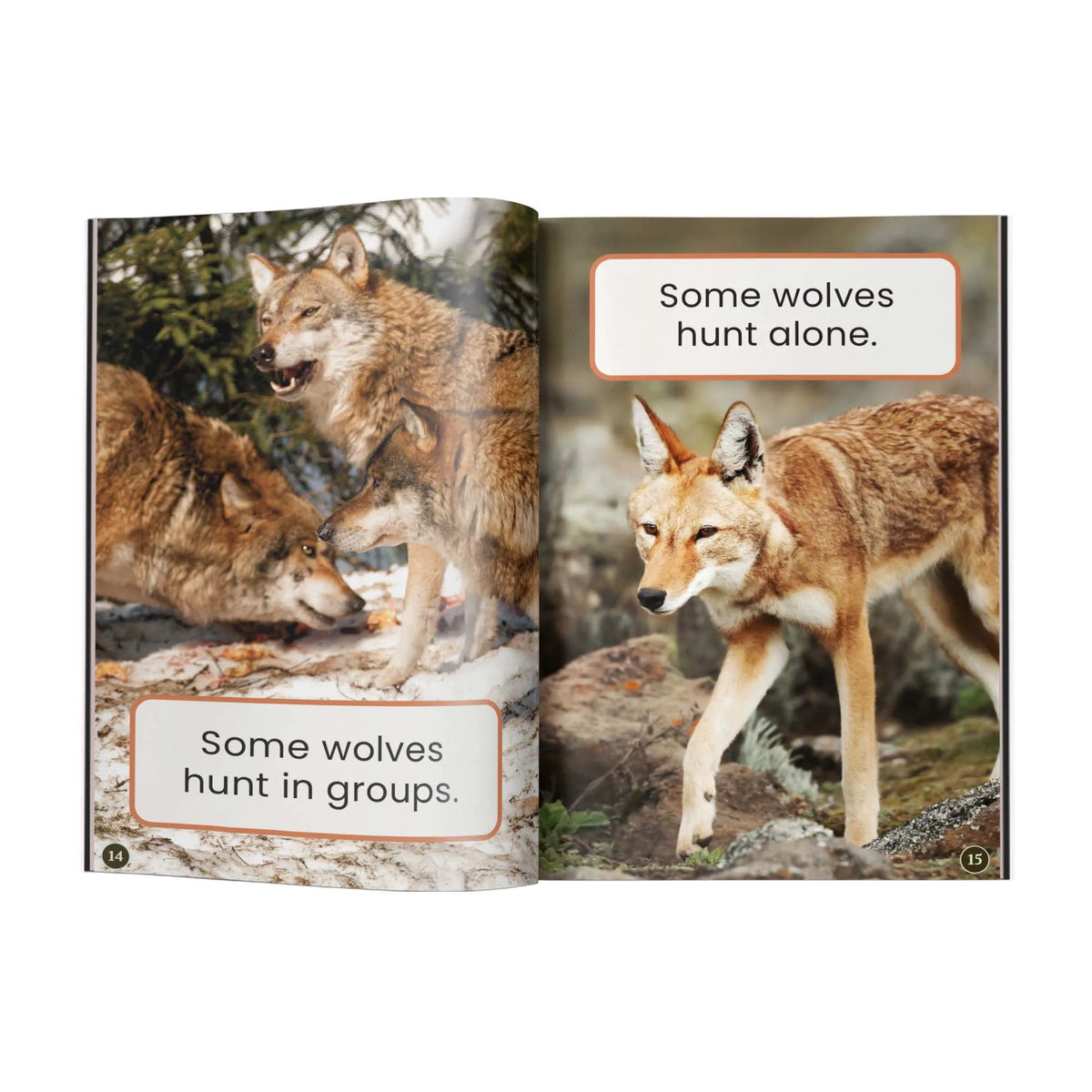 Children's book open to a page contrasting wolves that hunt in groups with an Ethiopian wolf hunting alone.