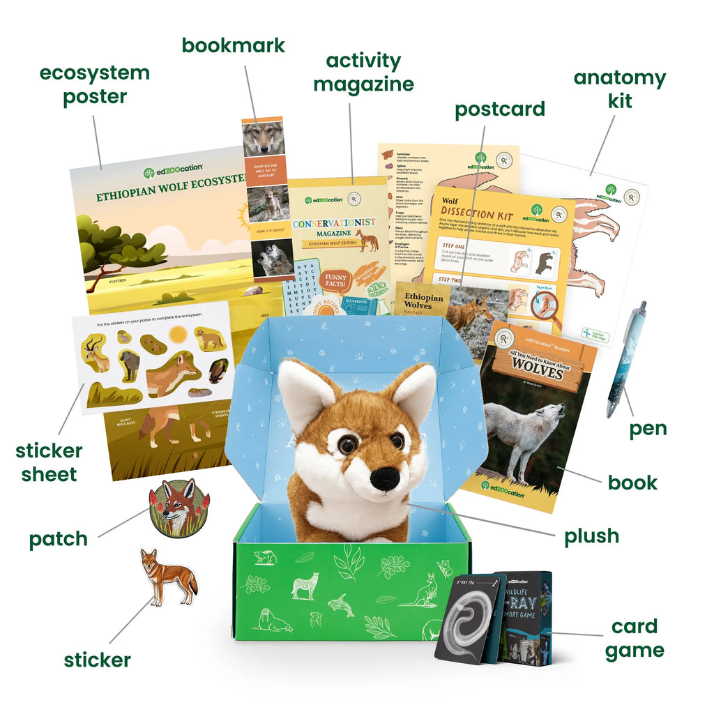 Labelled breakdown of the edZOOcation Conservationist box for ages 9–12, naming the ecosystem poster, bookmark, activity magazine, postcard, anatomy kit, pen, book, plush Ethiopian wolf, card game, sticker, sticker sheet and patch.