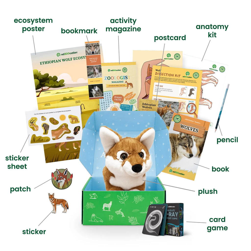 Labelled breakdown of the edZOOcation Zoologist box for ages 6–8, naming the ecosystem poster, bookmark, activity magazine, postcard, anatomy kit, pencil, book, plush Ethiopian wolf, card game, sticker, sticker sheet and patch.