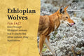 Postcard: Wolf