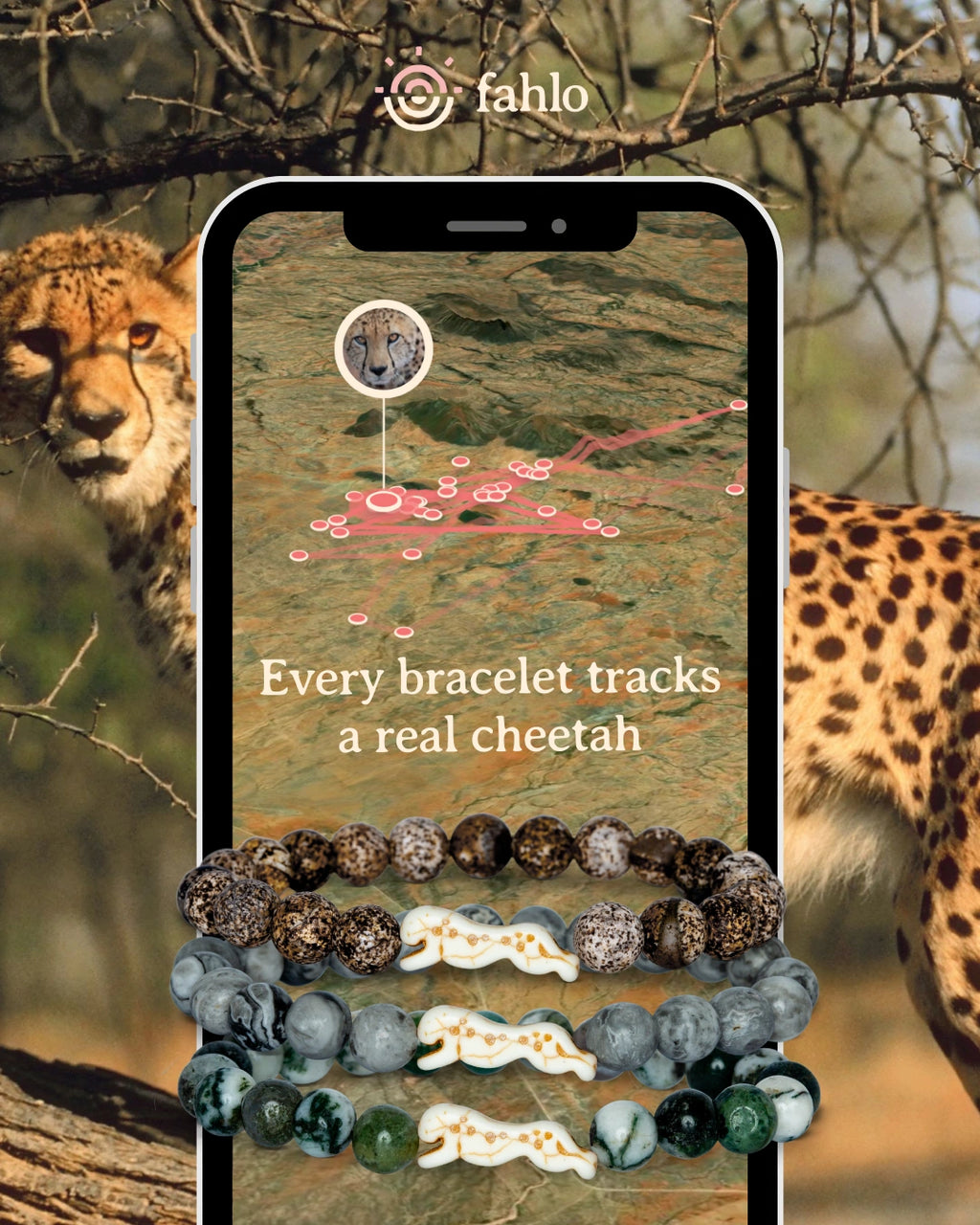 Phone screen showing cheetah tracking app with cheetah in the background