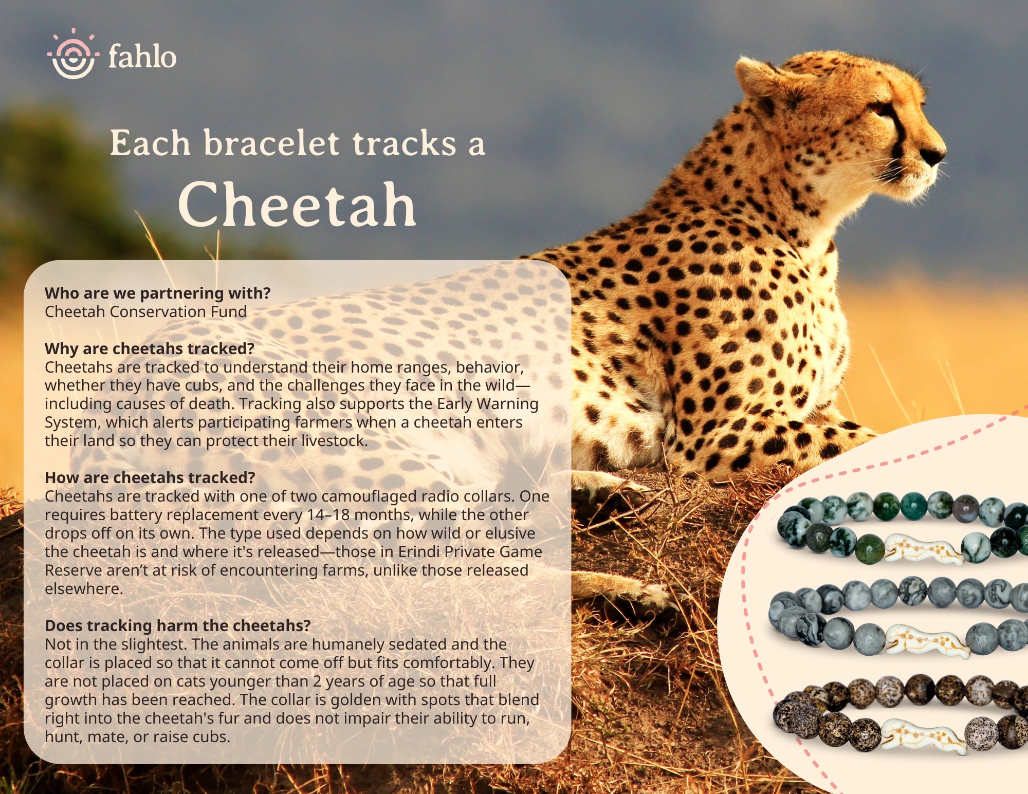 Cheetah with bracelet information on a blurred natural background