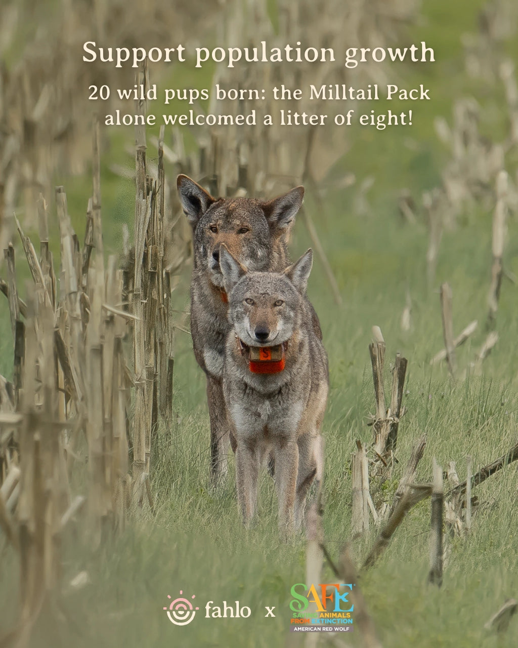 Two wolves walking through a grassy area with text about population growth and a litter of eight pups.