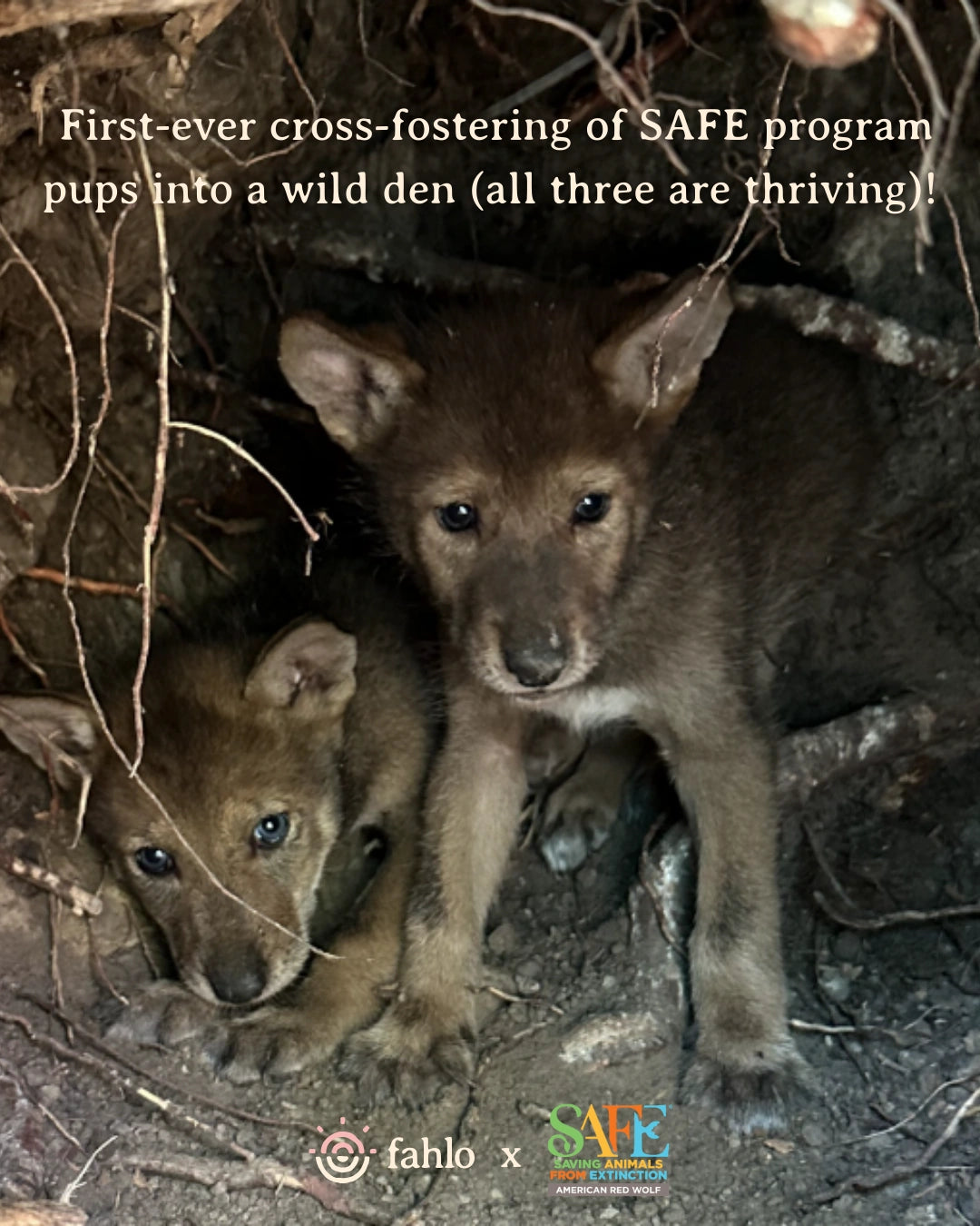 Two wolf pups in a den with text about the SAFE program.