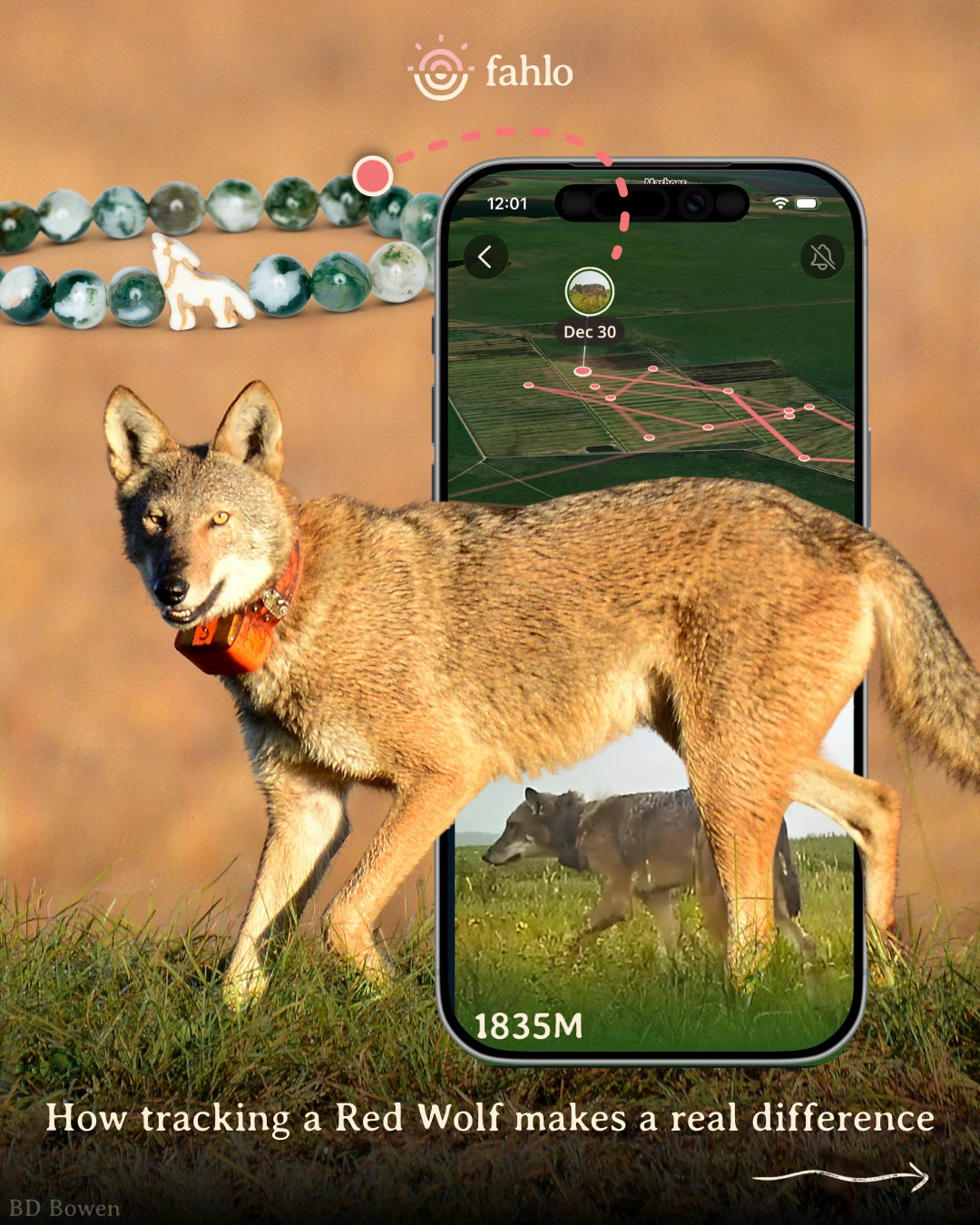 Red wolf wearing a tracking device with a smartphone app interface showing location data.
