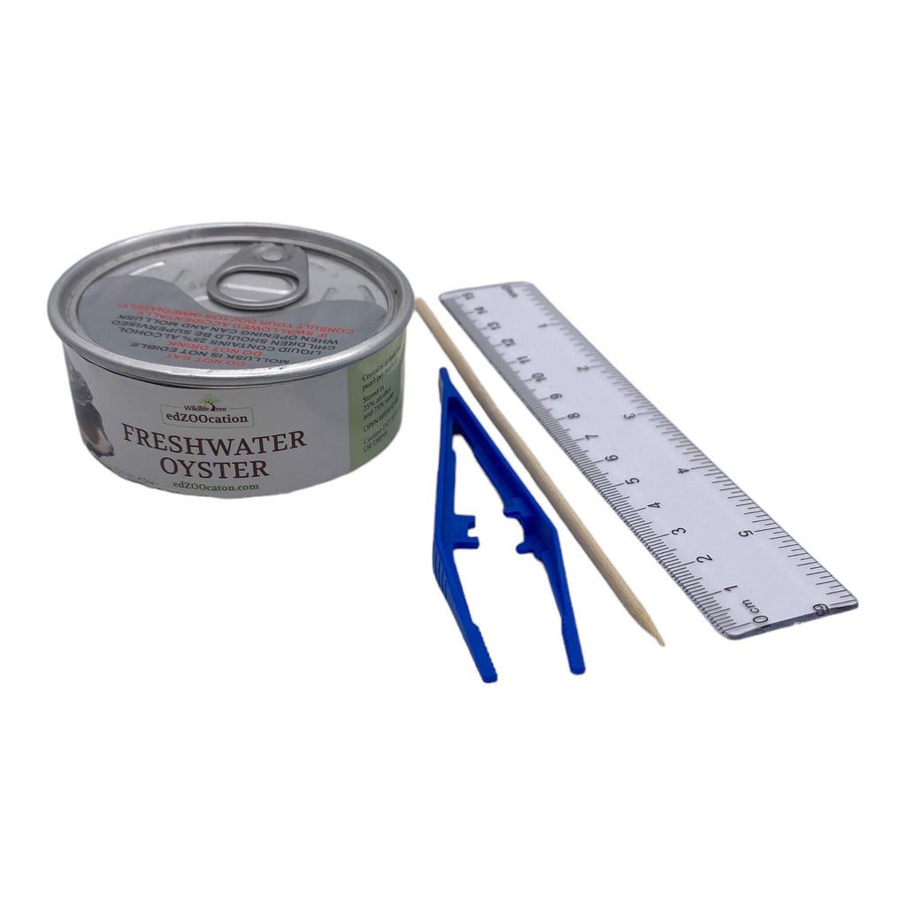 Dissection kit including a can of freshwater oyster, a protractor, a ruler, and other tools for measuring and manipulating the contents.