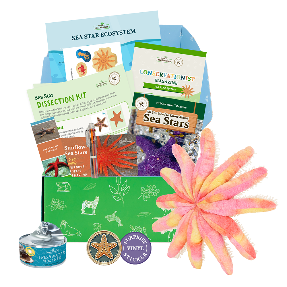 A collection of items including a sea star plush toy, books, and educational materials related to sea stars, all presented next to a green educational subscription box labeled 'edZOOcation'.