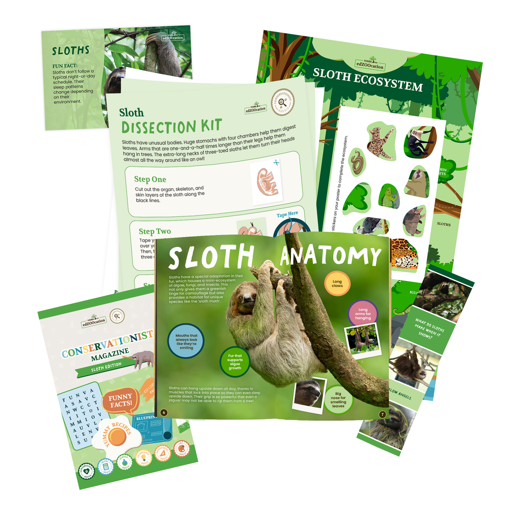Sloth Conservationist Box (Age 9-12)