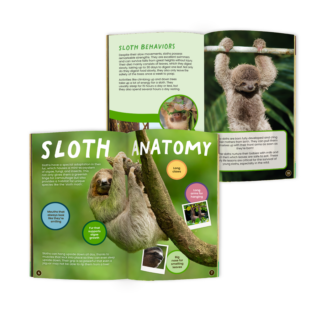 Sloth Conservationist Box (Age 9-12)