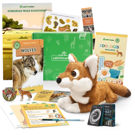 Ethiopian Wolf