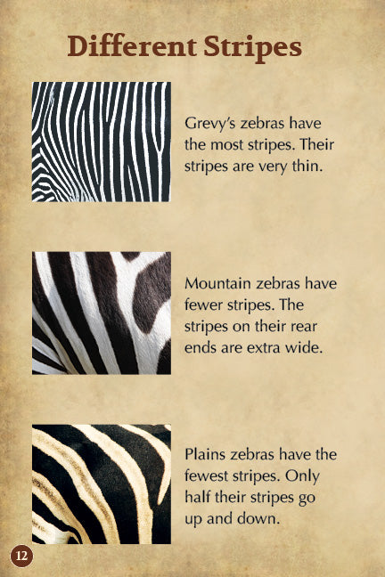 Zebra Stuffed Animal edZOOcation™ Zoologist Box (Ages 6-8)